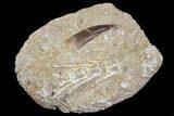 Fossil Plesiosaur (Zarafasaura) Tooth In Rock - Morocco #70321-2